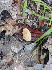 Geobalanus oblongifolius