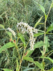 Persicaria lapathifolia