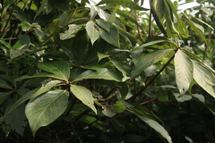 Actinodaphne bourdillonii