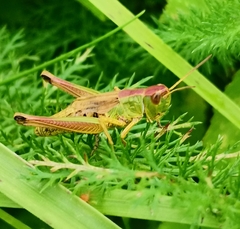 Pseudochorthippus parallelus