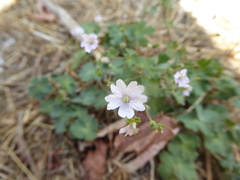 Geranium pyrenaicum