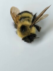 Bombus vagans