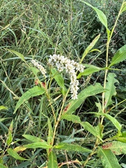 Persicaria lapathifolia