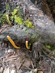 Clavulinopsis helvola