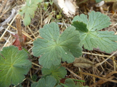 Geranium pyrenaicum