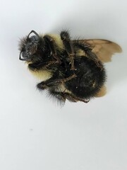 Bombus vagans