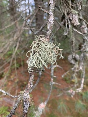 Usnea hirta