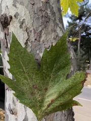 Platanus