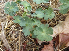 Geranium pyrenaicum