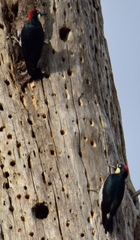 Melanerpes formicivorus