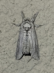 Inguromorpha itzalana