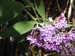 Eristalis intricaria