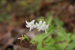 Campanula scouleri