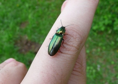 Nitidolimonius resplendens