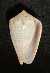 Conasprella perplexa