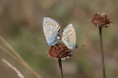 Polyommatus icarus