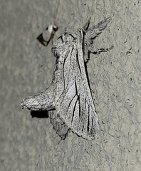 Inguromorpha itzalana