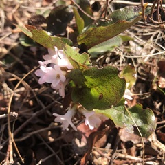 Epigaea repens