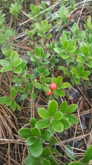 Arctostaphylos uva-ursi