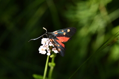 Zygaena lonicerae