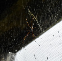 Trichonephila clavipes