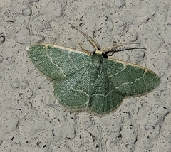 Chlorochlamys phyllinaria