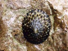 Cellana