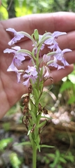 Platanthera psycodes