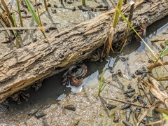Pachygrapsus crassipes