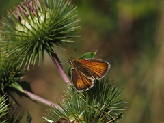 Thymelicus sylvestris