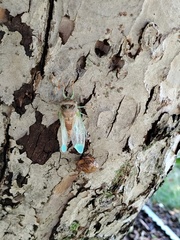 Cicadoidea