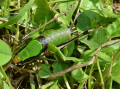 Eupholidoptera chabrieri