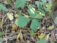 Geum