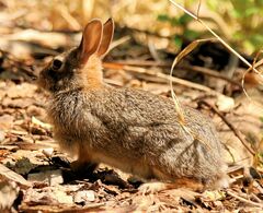 Sylvilagus floridanus
