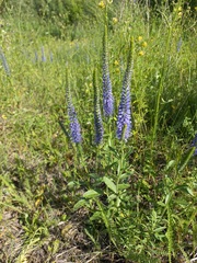 Veronica spicata