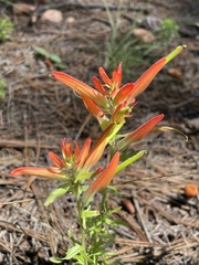 Castilleja patriotica
