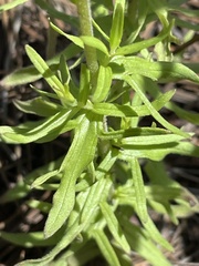 Castilleja patriotica