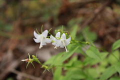 Campanula scouleri