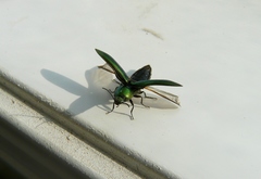 Nitidolimonius resplendens