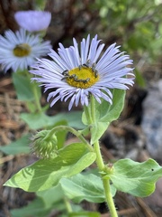 Erigeron speciosus