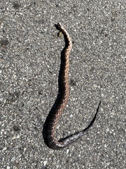 Nerodia sipedon sipedon