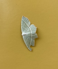 Campaea margaritaria