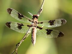 Plathemis lydia