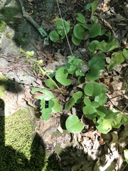 Pyrola americana