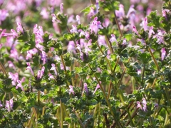 Lamium amplexicaule