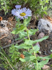 Erigeron speciosus