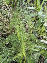 Asparagus officinalis