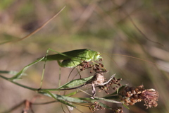 Phaneroptera falcata