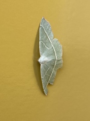 Campaea margaritaria