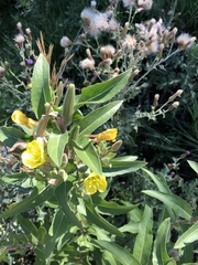 Oenothera villosa